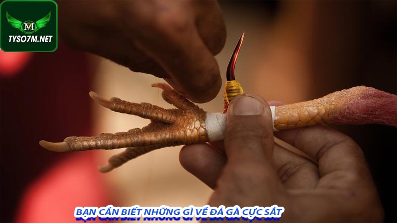 Bạn cần biết những gì về đá gà cực sắt